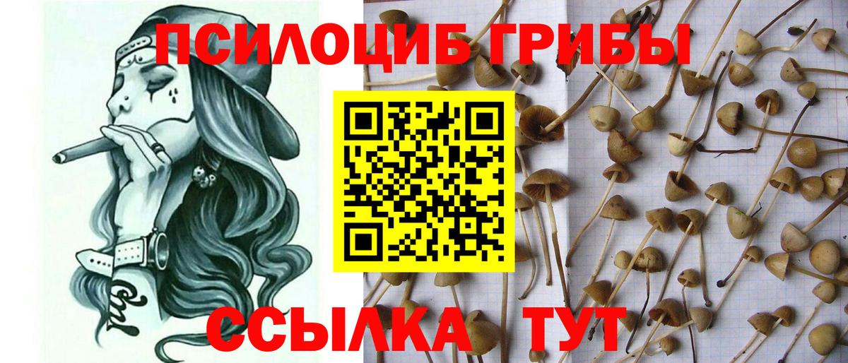 Заводоуковск  Галлюциногенные грибы GOLDEN TEACHER  Вход с VPN 